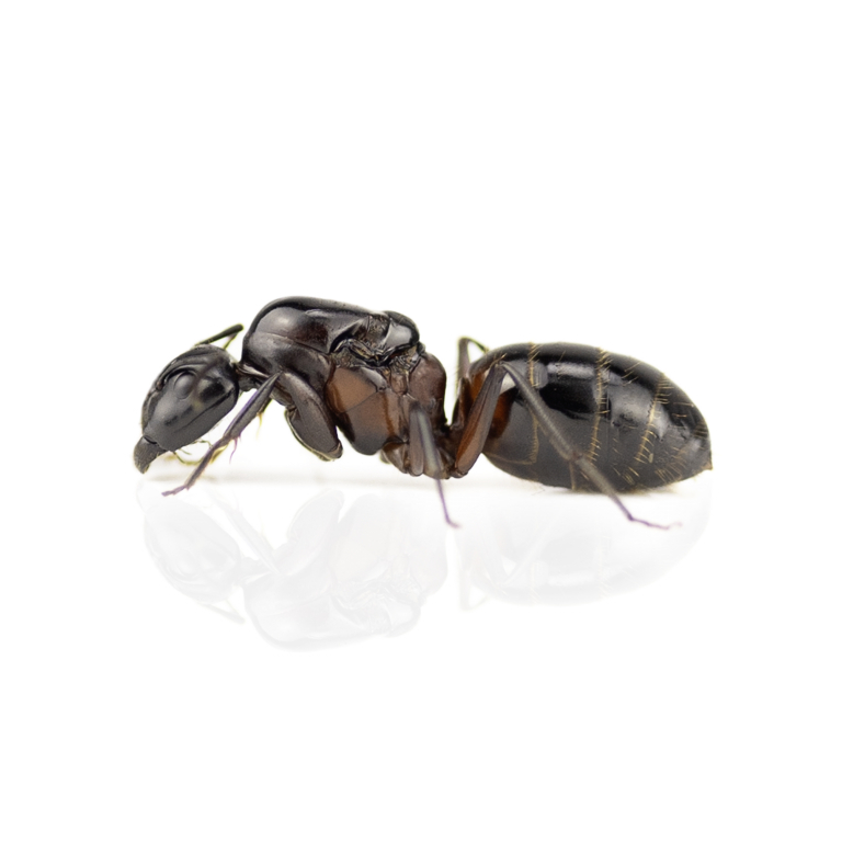 Camponotus ligniperdus (Braunschwarze Rossameise)